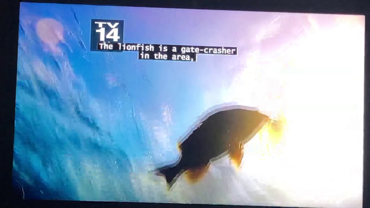 Grouper sucks Lionfish whole!!