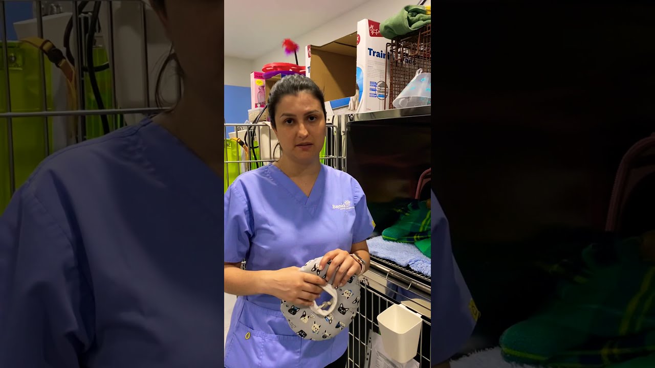🇧🇷👉Colar Elizabetano MUITO confortável para felinos pós cirúrgico -PROTOCOLO NA AUSTRÁLIA 🇦🇺