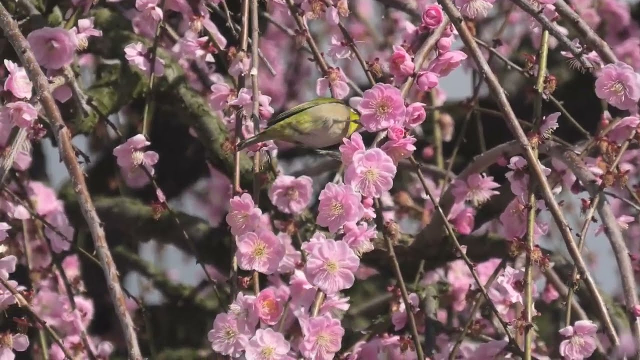 しだれ梅とメジロ【Weeping Plum and Japanese White-eyes】@okchannel55