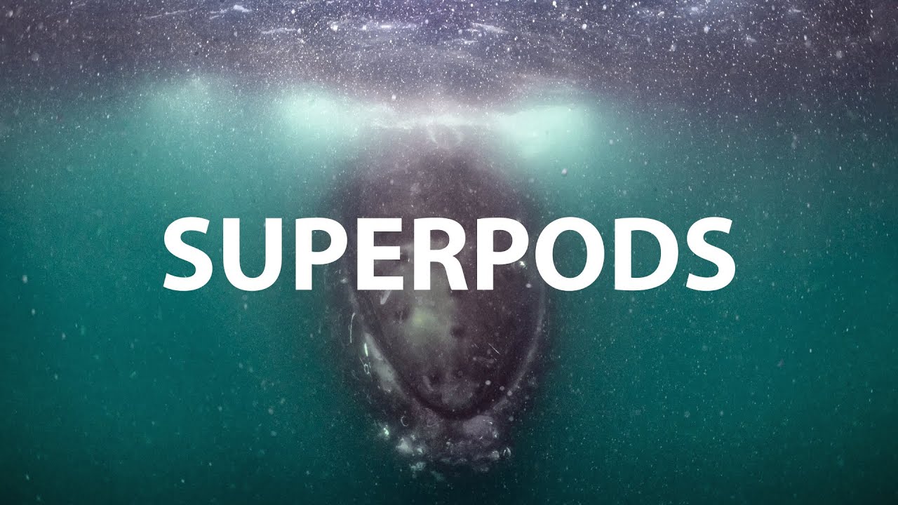 Humpback Whale Superpod