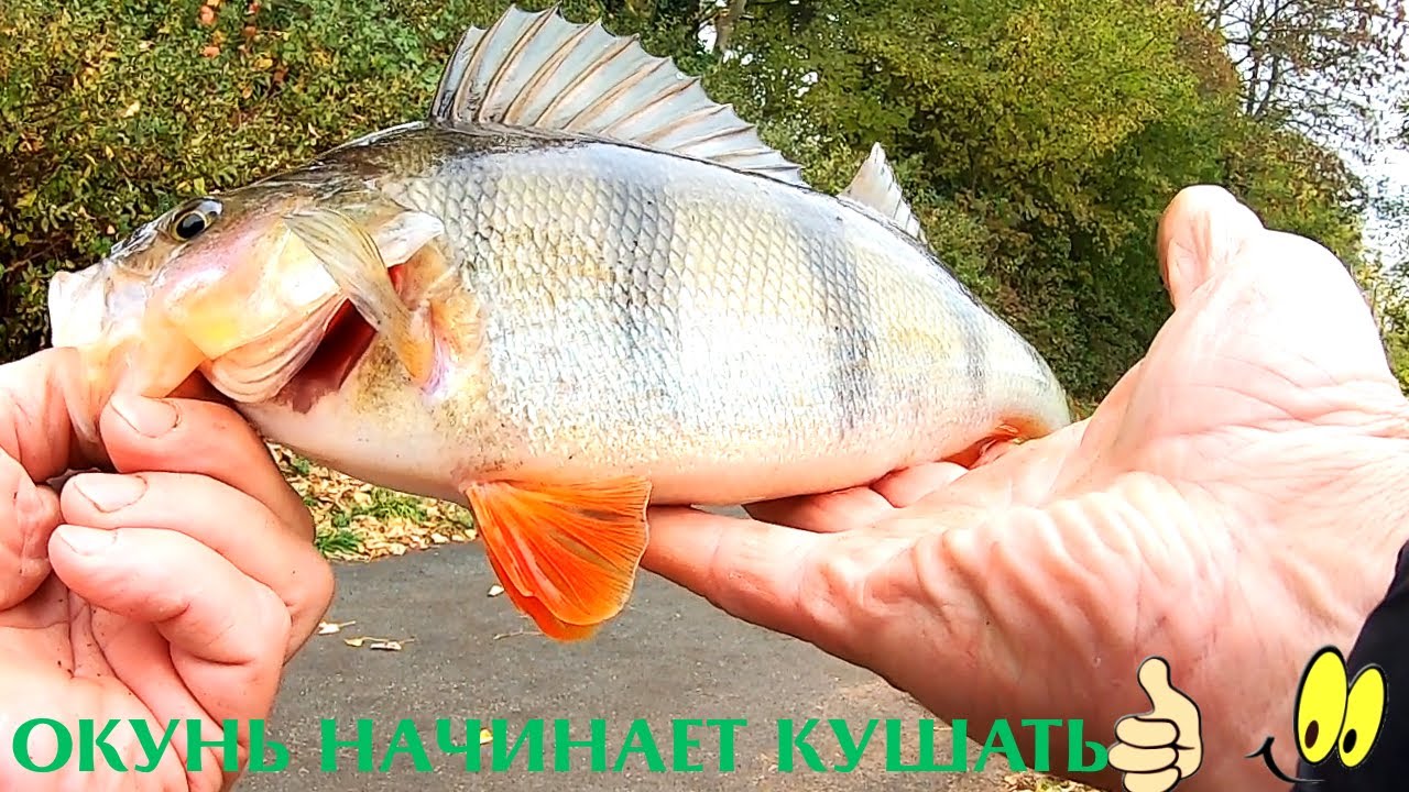 ОСЕННИЕ КУПАНИЯ В ОДЕЖДЕ  ИЛИ ОКУНЬ НАЧАЛ КУШАТЬ! Часть первая.