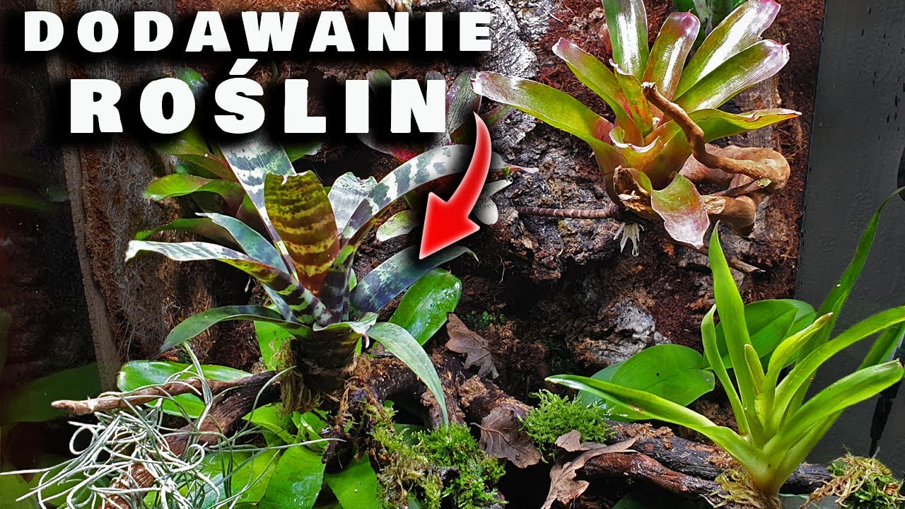 Vivarium bioaktywne - dodawanie roślin #3