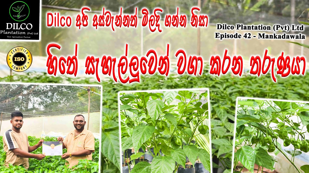 Dilco අපි 💚 අස්වැන්න මිලදි ගන්න නිසා හිතේ සැහැල්ලුවෙන් නයි මිරිස් වවන තරුණයා -   Episode 42