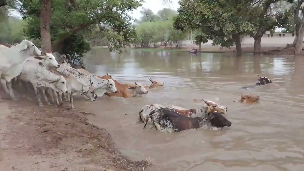 cholistani cow Sab Pani Mein Chali gai #cow #animals #pakistani village life # 