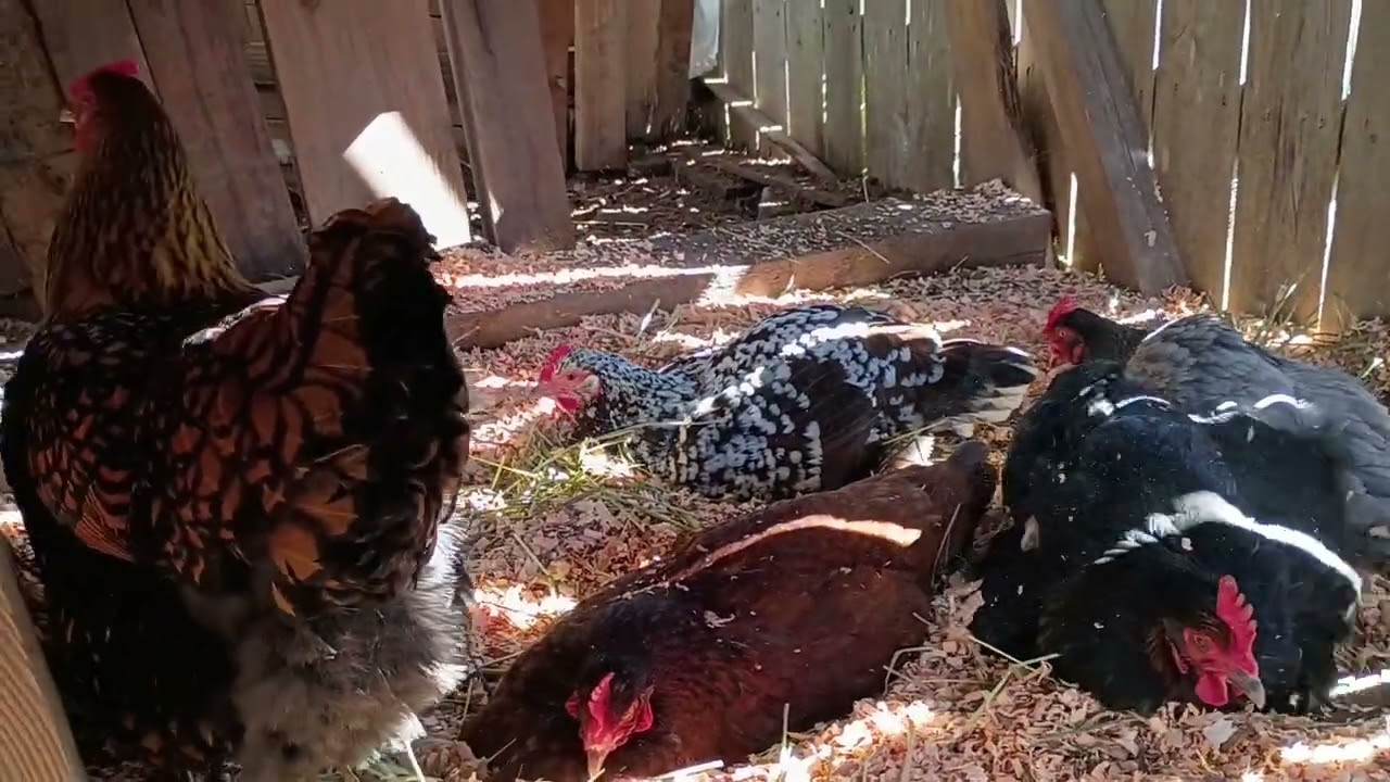 Chickens taking a dust bath.