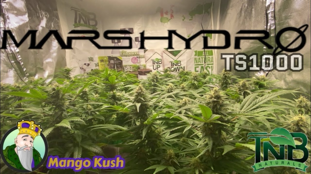 Mars Hydro Cup TS1000 in a 3x3 Crop King Mango Kush end of wk 5 TNB Naturals  AC INFINITY