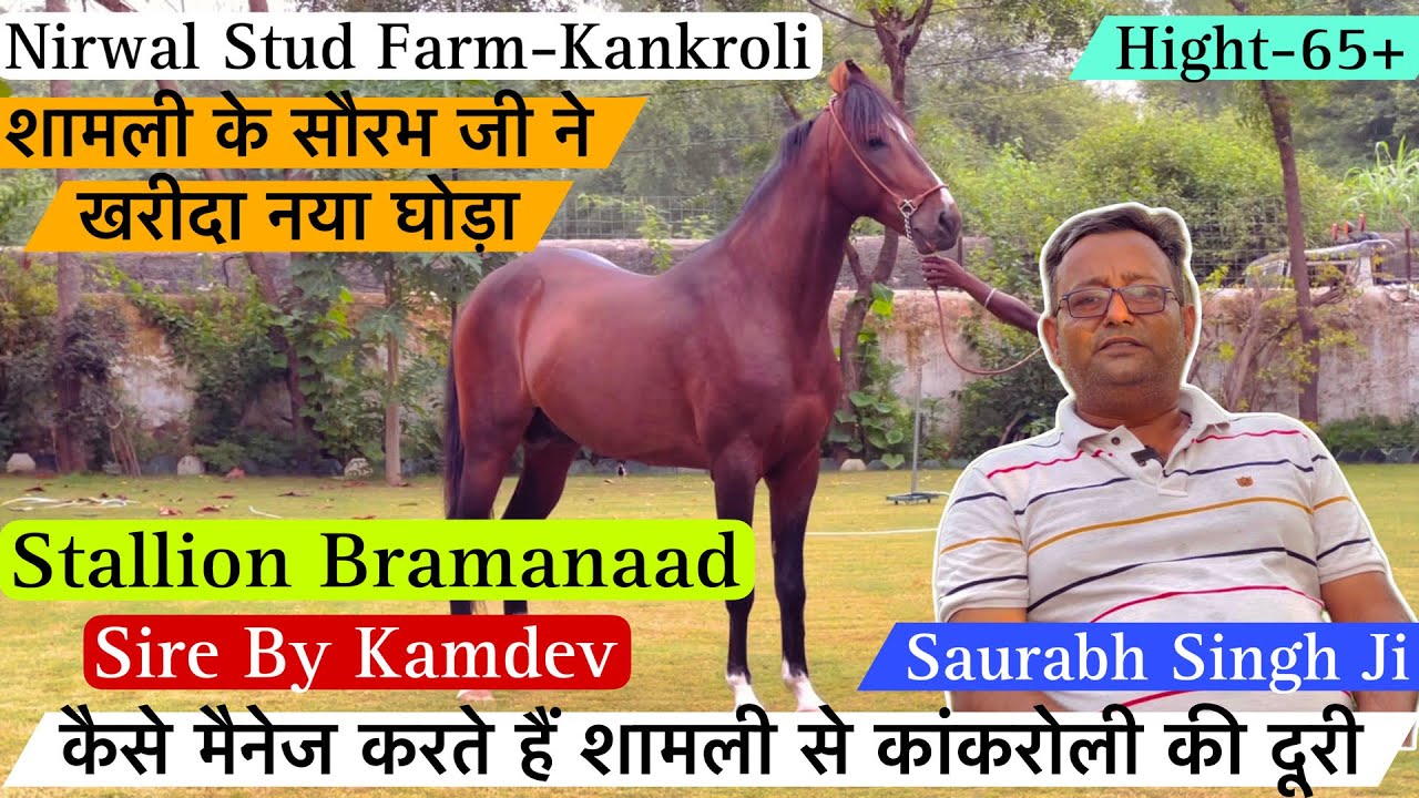 शामली के सौरभ जी ने खरीदा नया घोड़ा कामदेव घोड़े का बच्चा Stallion Bramanaad ! (9457751010)