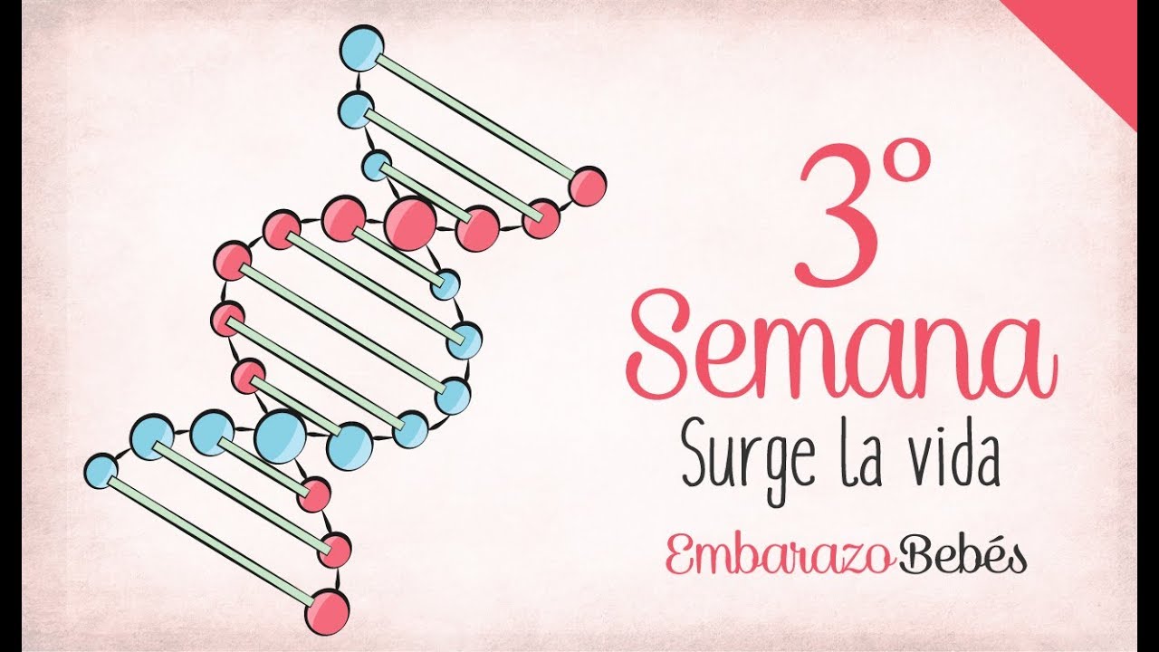 SEMANA 3 de #Embarazo | 1&ordm; Mes | Semana a semana