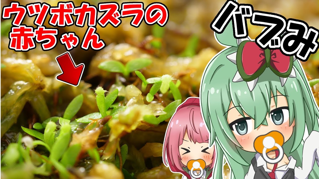 【食虫植物】ウツボカズラの赤ちゃんが可愛すぎる！【食虫植物TV】