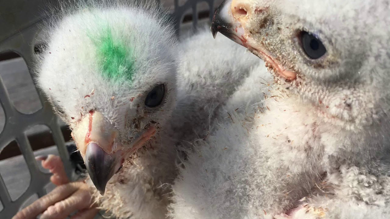 Nordic Goshawks Breeding Project Part II