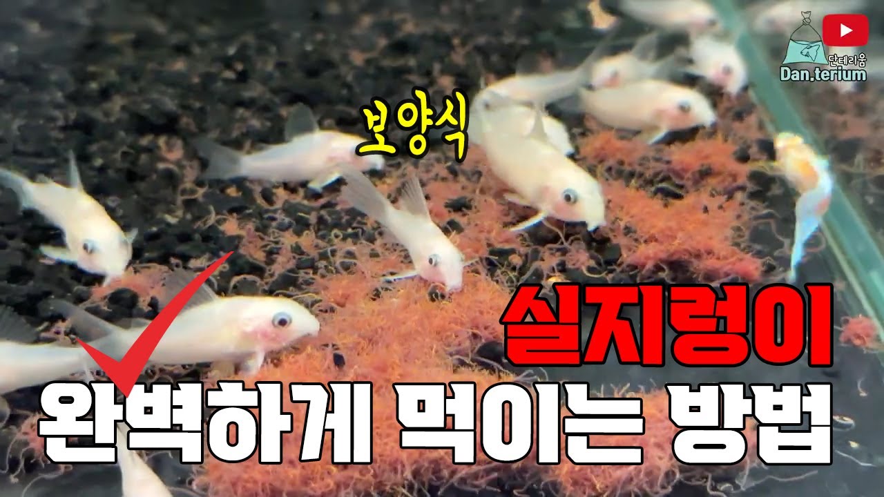 실지렁이는 위험하다? 실지사용법