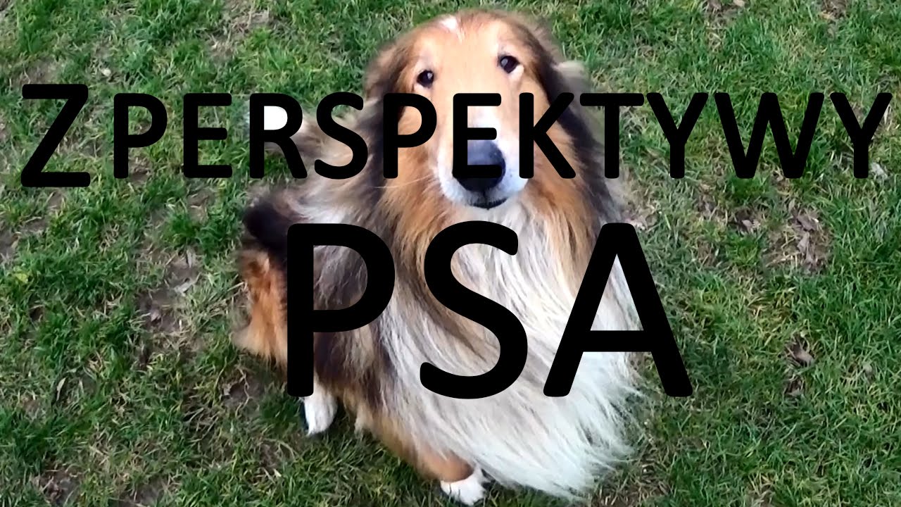Z PERSPEKTYWY PSA