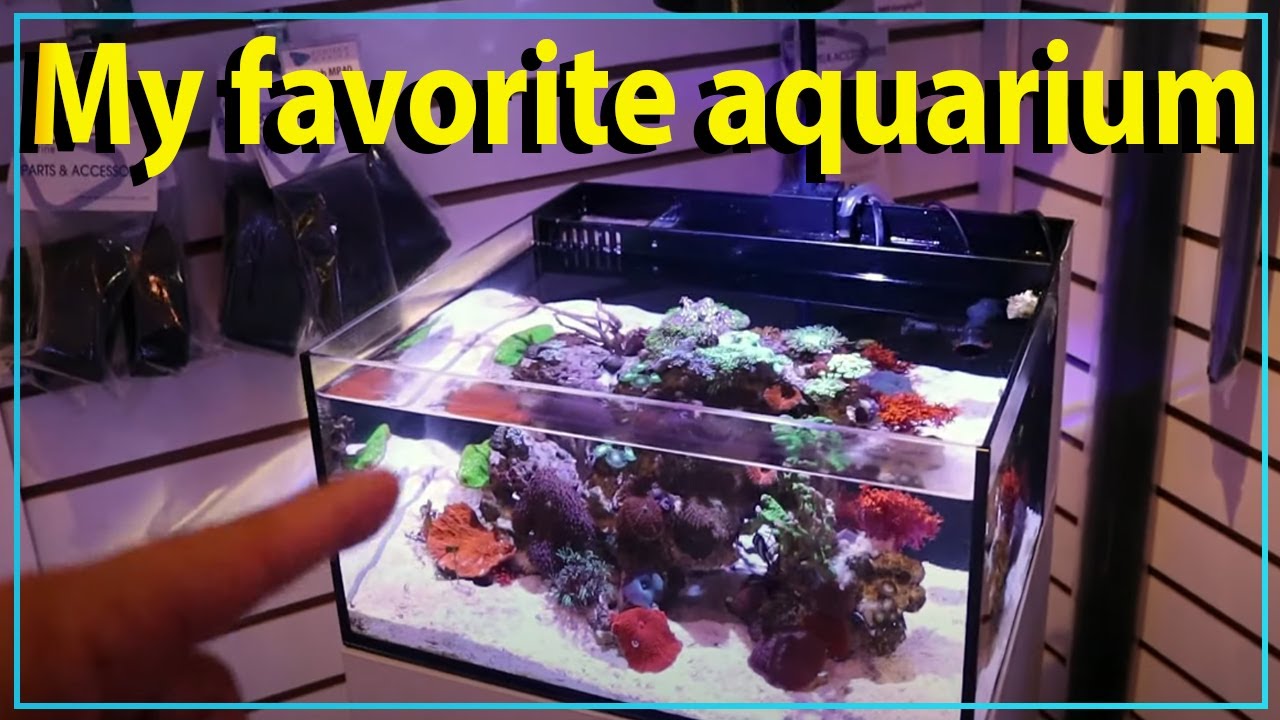 My FAVORITE aquarium is this PICO right now