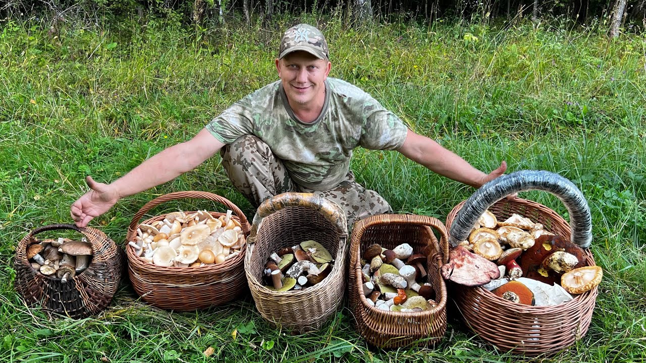 БОЛЬШОЕ ПУТЕШЕСТВИЕ ЗА ГРИБАМИ ! БЕЛЫЕ ГРИБЫ ТОЛКАЧИКИ И ДУБОВИКИ И ГРУЗДИ ! Грибы  2024 !