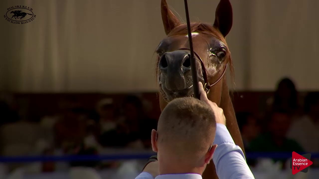 N.34 ERANTIS - Polish Nationals 2018 - Yearling Colts (Class 4)