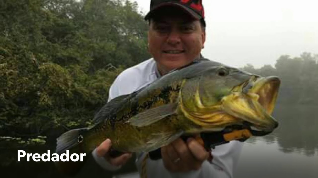 video peixes vida dura