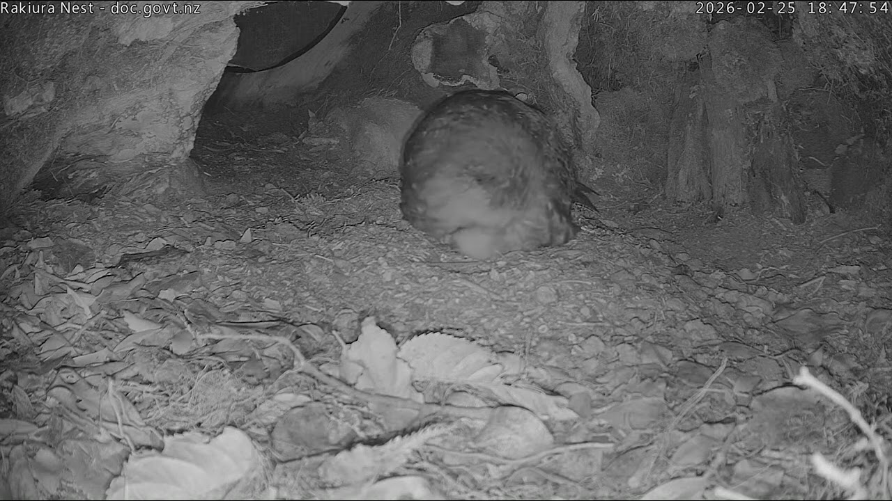 Rakiura and a noisy chick - February 25