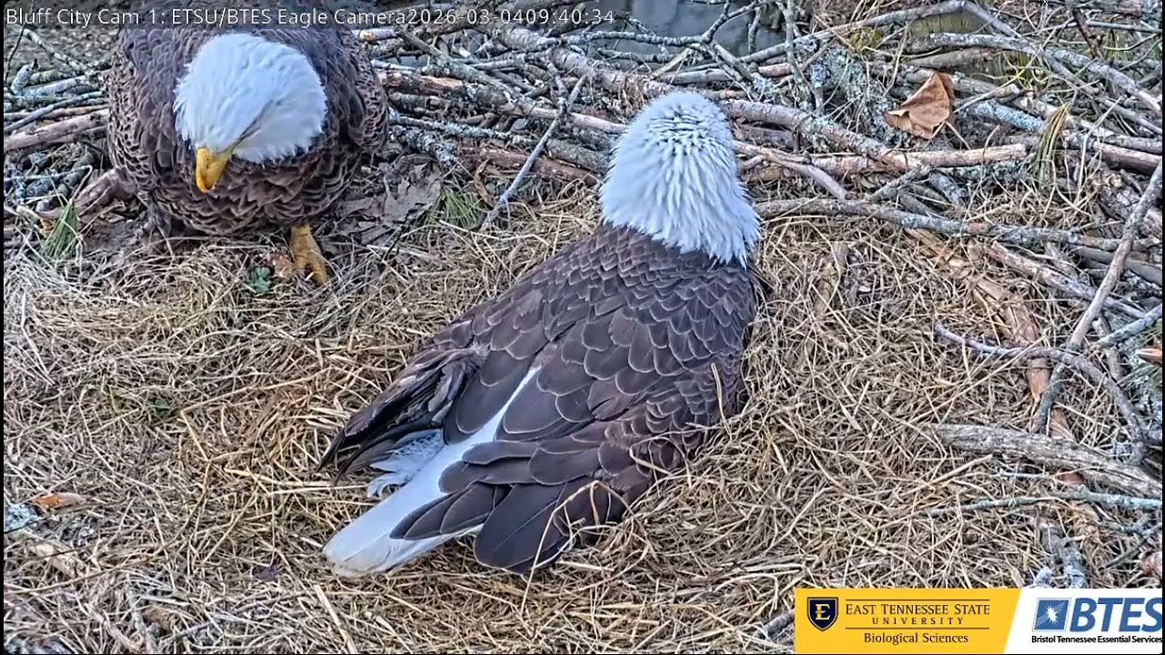 Bluff City ETSU/BTES Eagle-.- Frances & Franklin - # 1 🥚 pękło , jest puste, kluje się #2 🐣🌹🍀🥚 🌹🍀