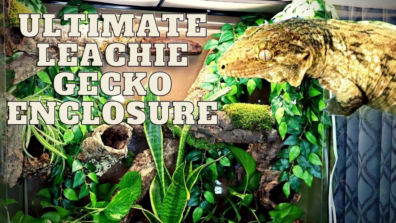 Ultimate Leachie  Gecko Enclosure