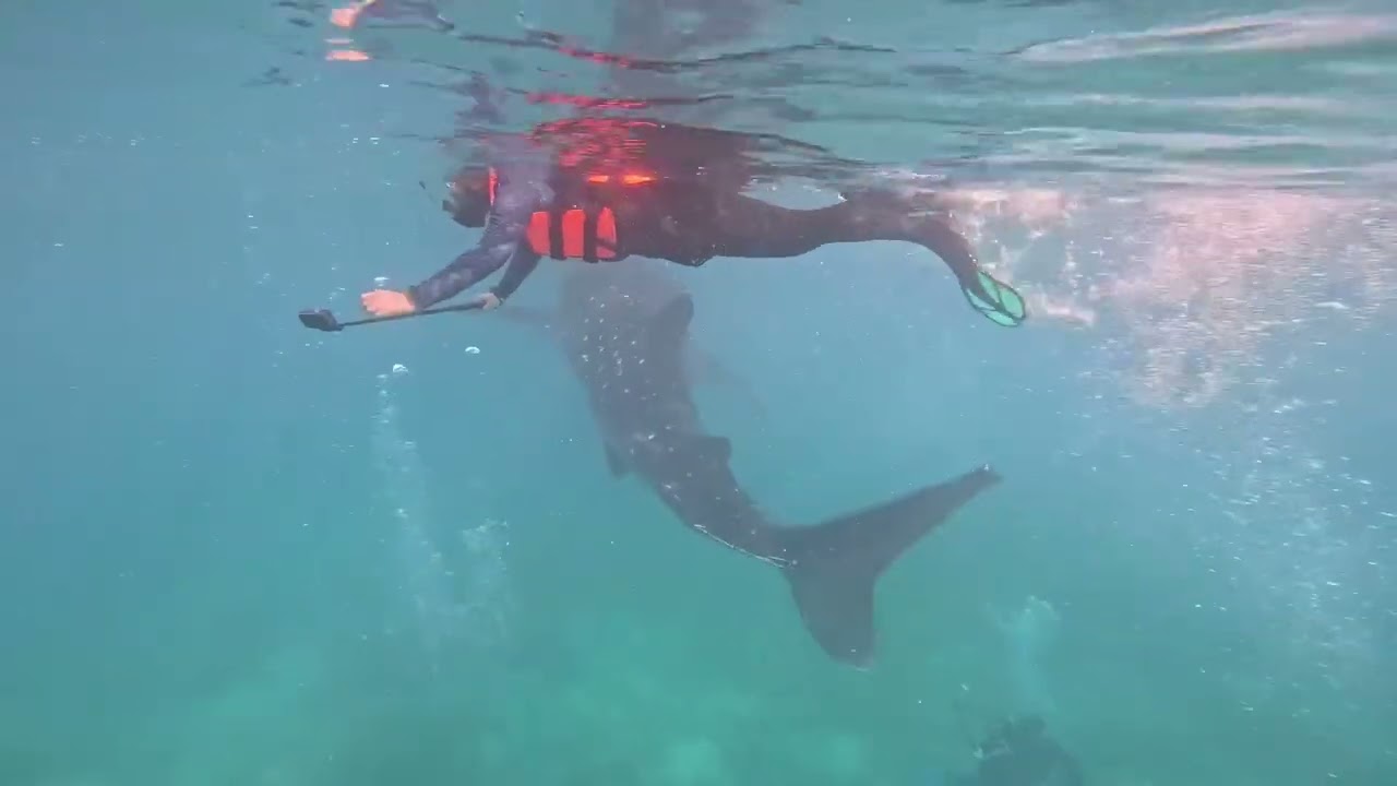 セブ島 ジンベイザメと泳ぐ