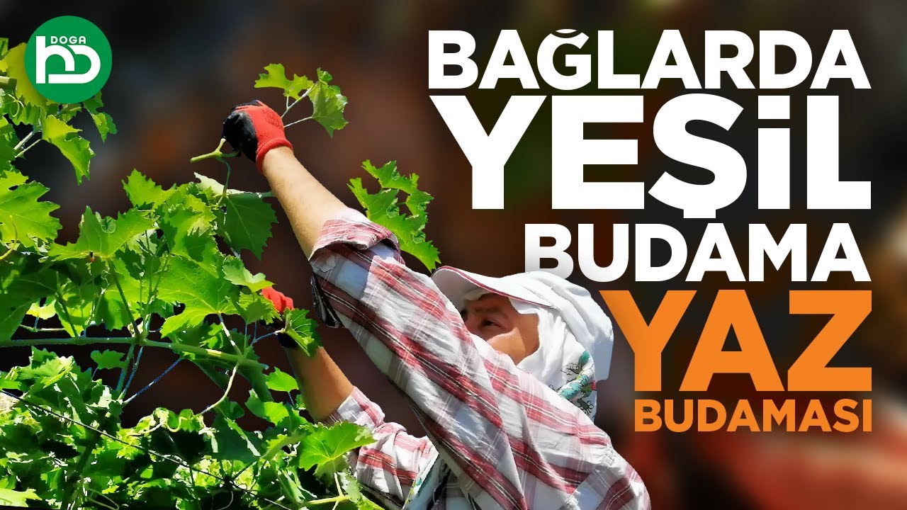 Bağlarda Yeşil Budama, Bağlarda Yaz Budaması (üzümbağı/5)