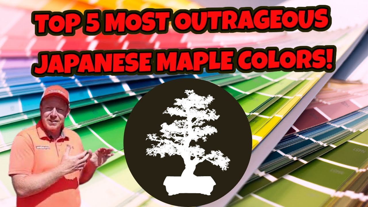 Tim’s Top 5 Outrageous Maple Colors | CRAZY COLORS ON JAPANESE MAPLES
