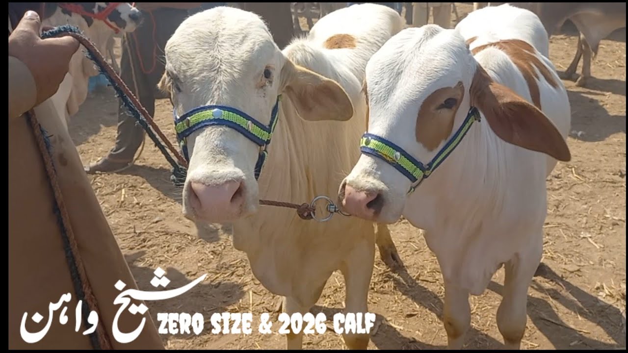 Zero Size & 2026 Calf In Sheikhwan Mandi|#Mandivisit|
