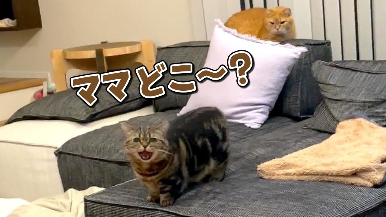 ママの姿が見えないと鳴いて探す寂しがりやな猫が可愛すぎる！