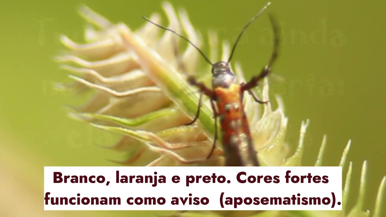 009 VIDA DE INSETO   Mariposa do chocalho - Flores Nordeste, Fauna e Flora Nordeste,Insetos Nordeste
