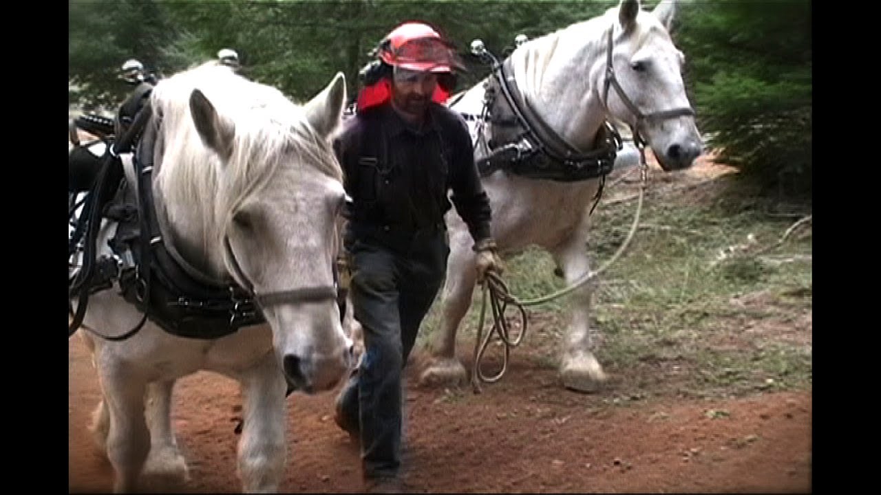 Horse Logging 101