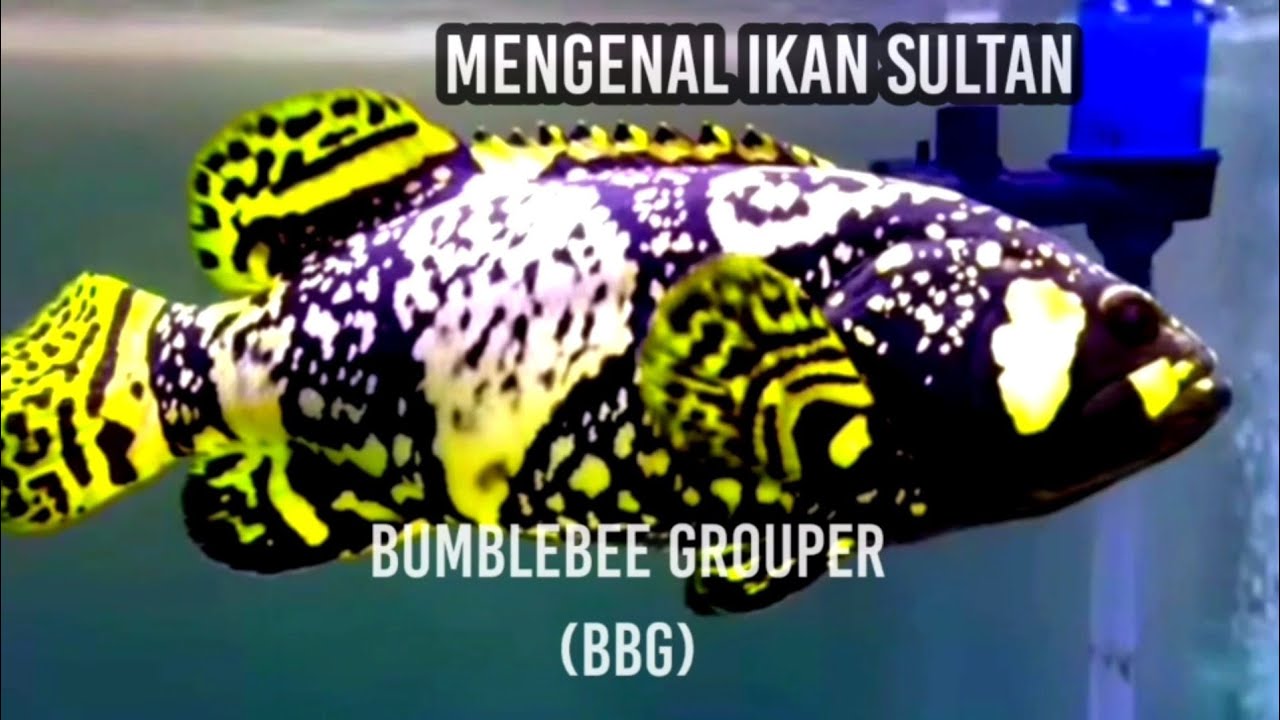 mengenal Kerapu bumblebee ( BBG)