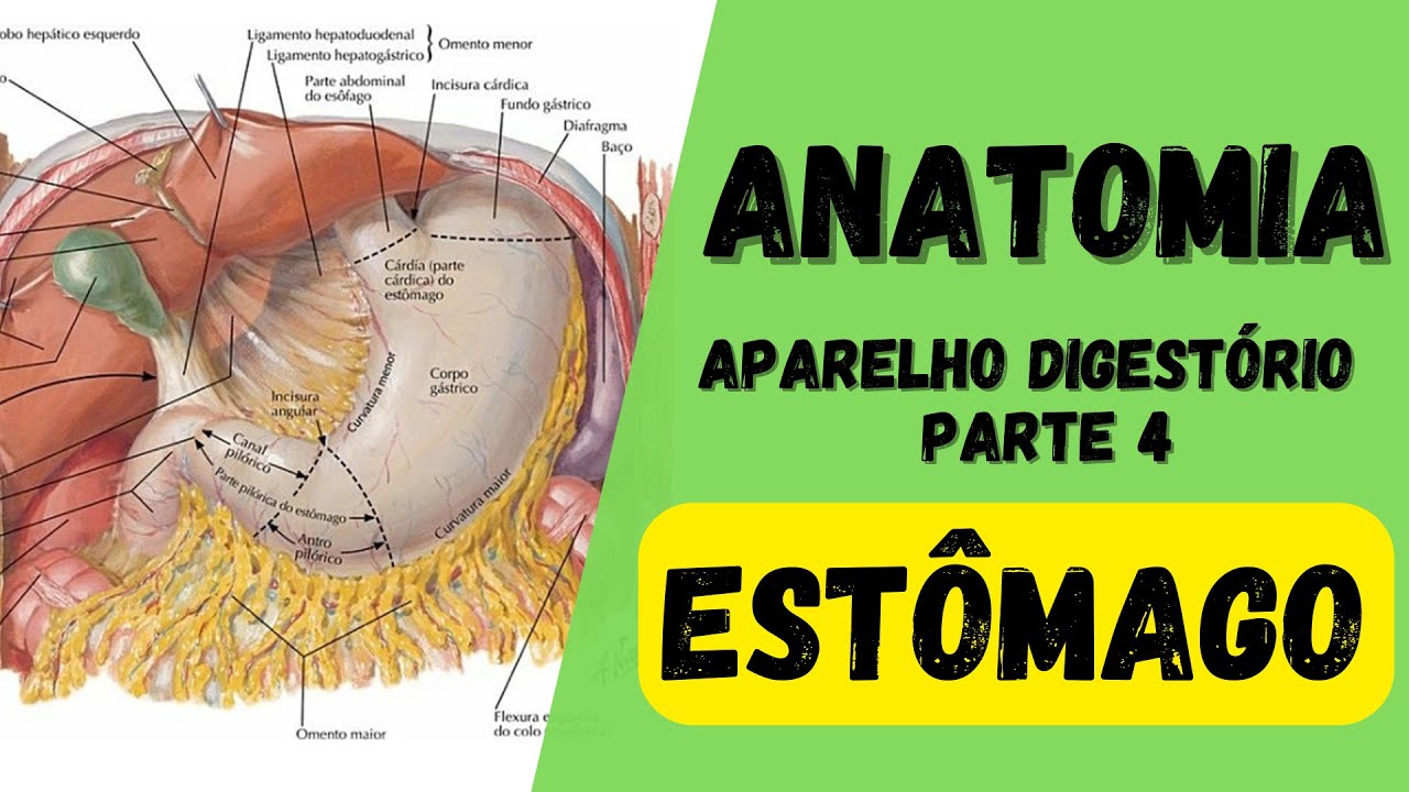ANATOMIA  - Aparelho digestório (Parte 4) - Estômago