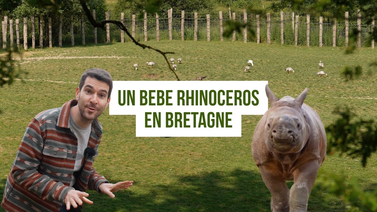 Un bébé rhinocéros en Bretagne !