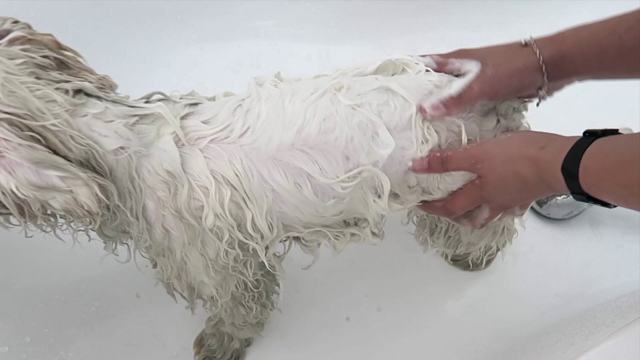 Dog Shampoo Made Locally By Gloab Soap