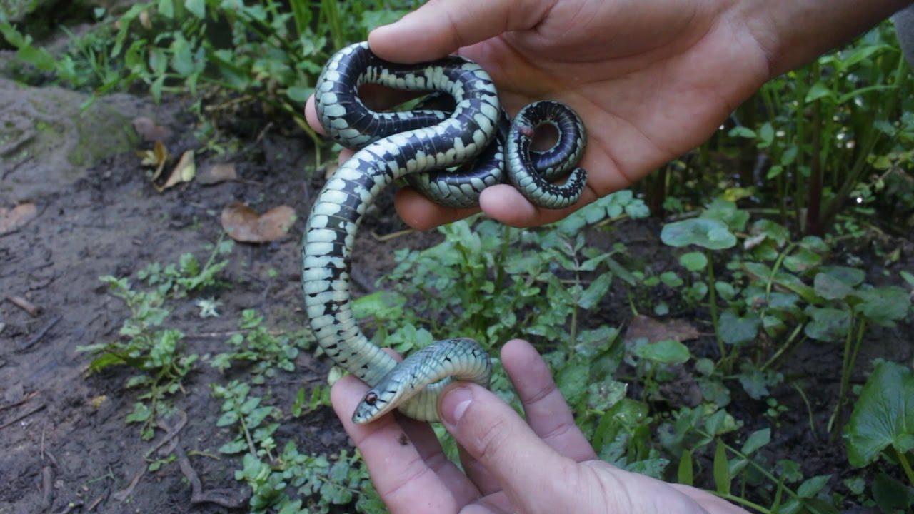 🐍 Culebra de Collar Mediterránea o Ibérica (Natrix astreptophora) - Natrix natrix astreptophora 🐍