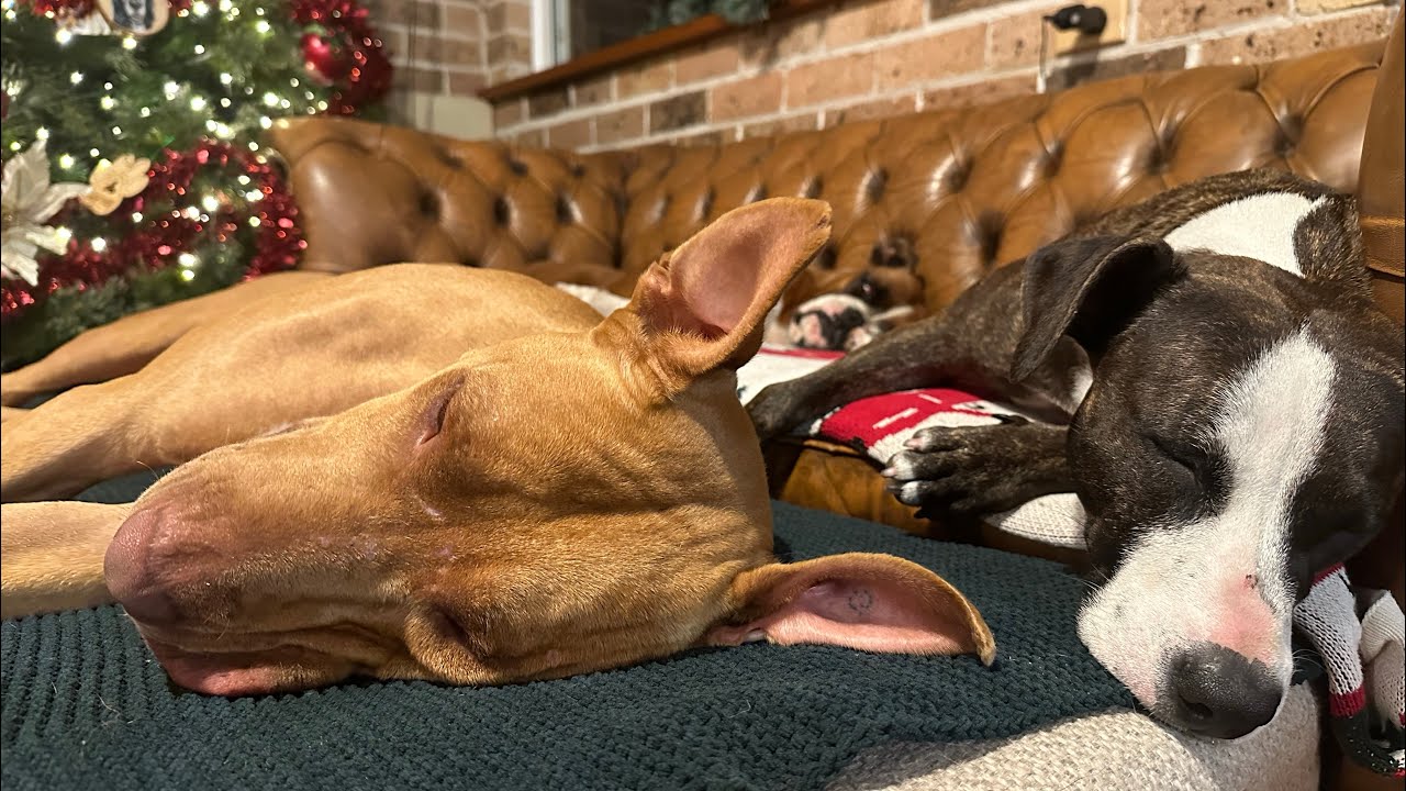 Adopted Dogs Home for Christmas with their own Loving Family