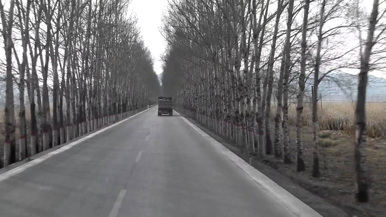 tree lined road