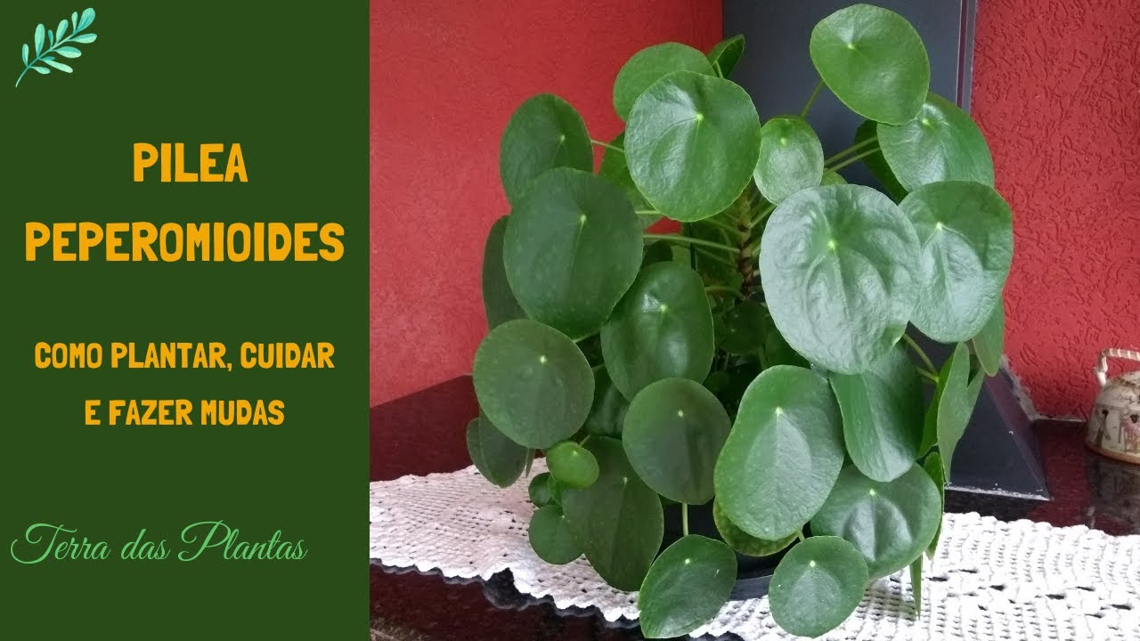 Pilea peperomioides   Como  plantar, cuidar e fazer mudas
