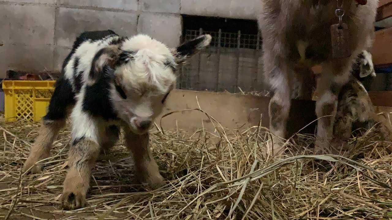 【緊急速報】奇跡の黒い子 諦めなかった命 生後7時間後に立てた子ヤギに感動 Goat Farm 2019年12月28日 吉懸牧場