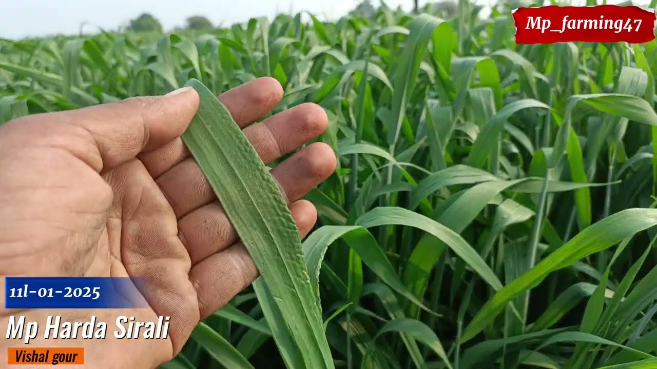 HI 1650 Wheat verayti | hi1650गेहूं वैरायटी | hi1650 गेहूं में झंडा पत्ती कब आती है | hi-1650 gehu