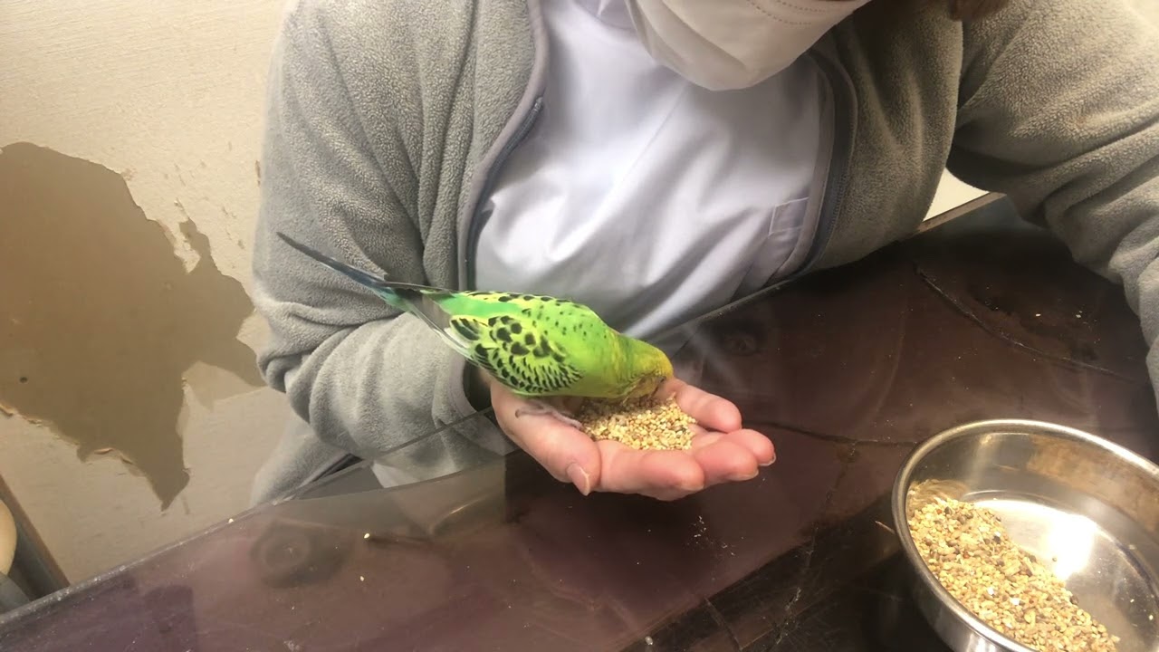 ⑵セキセイインコのピーちゃんの診察治療