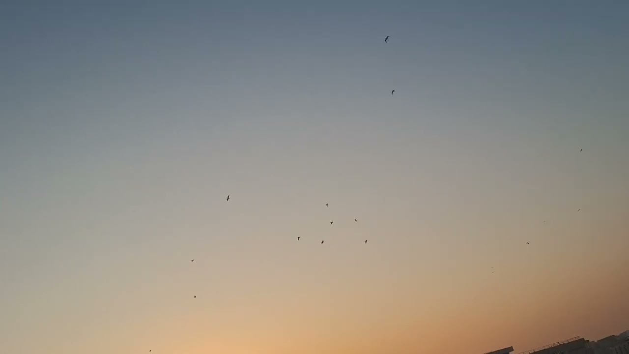 Stol de pescăruși pe cer
