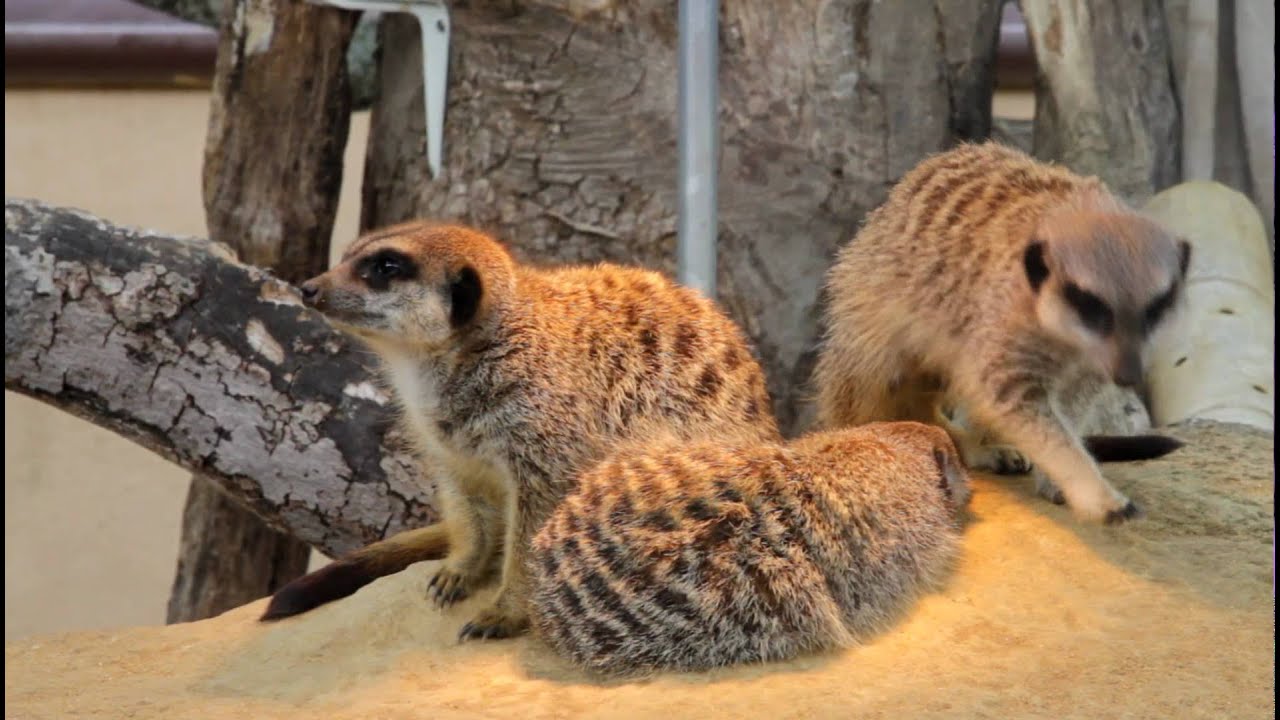 Meerkats vs wasp