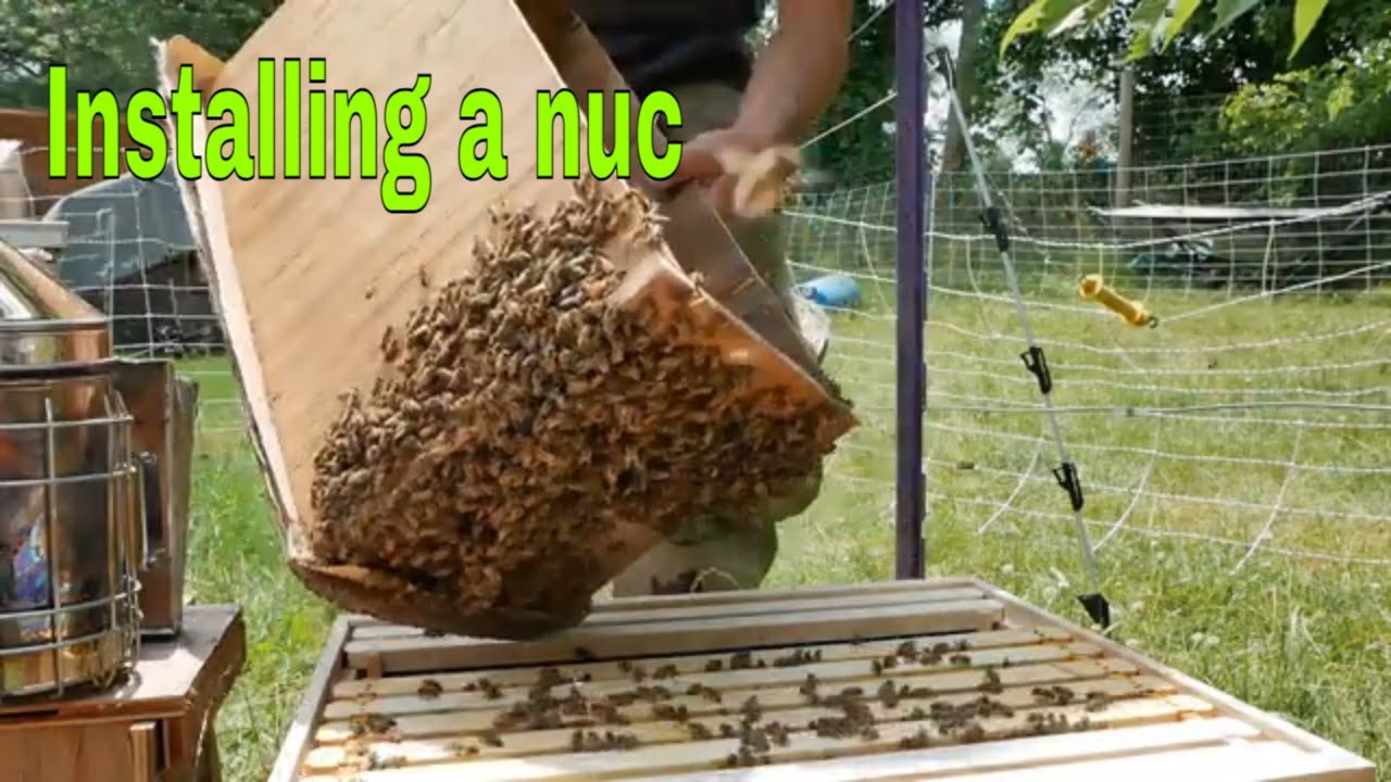 How To Install A Nuc In A New Hive