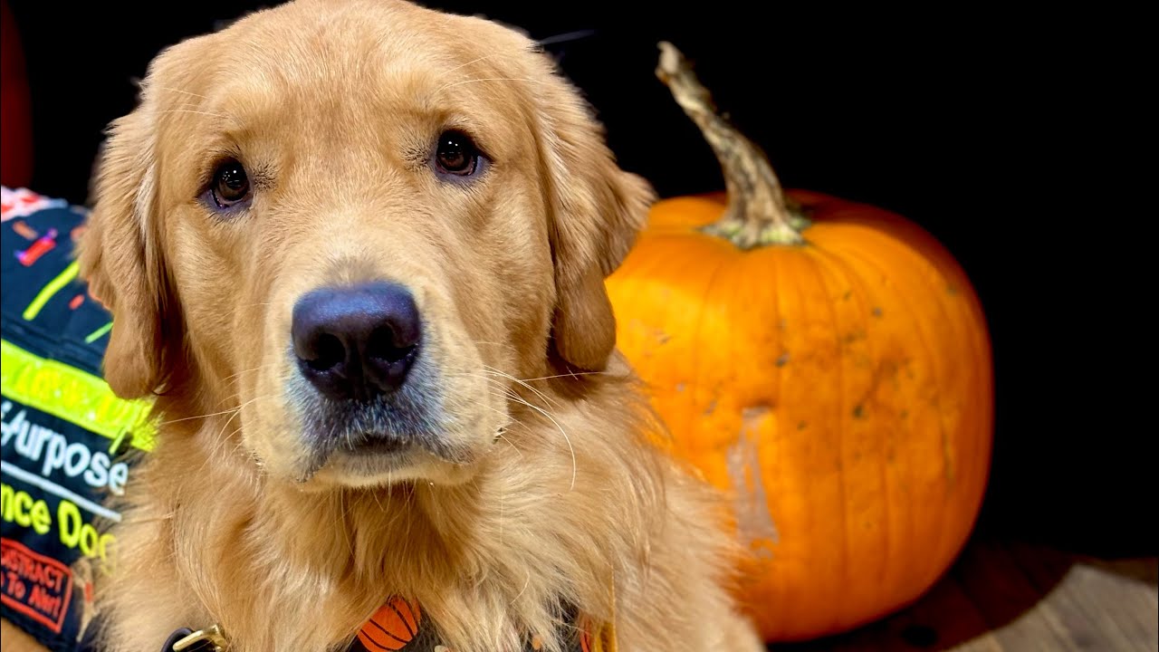 Service Dog Vlog| Medical Alert caught on camera!