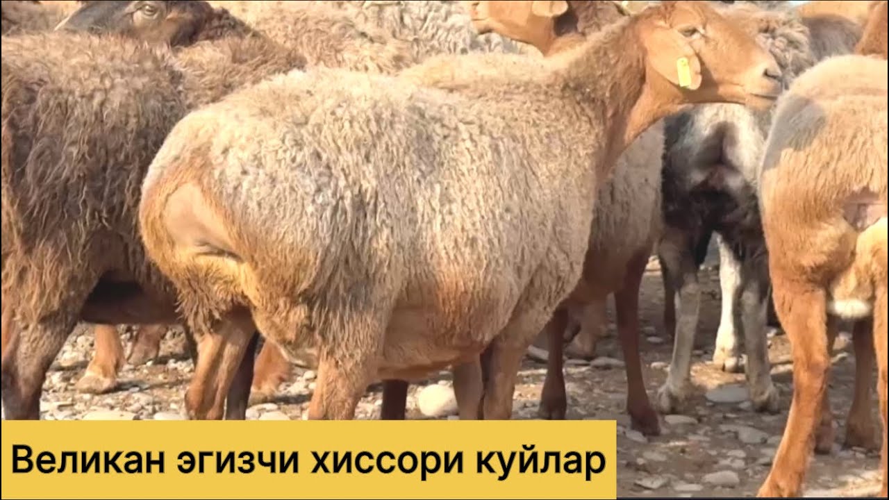 Великан эгизчи хиссори! 952221248☎️ 990489595☎️
