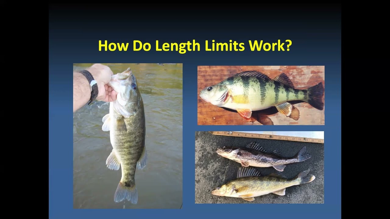 Bass Growth and Mortality Determine If Length Limits Work