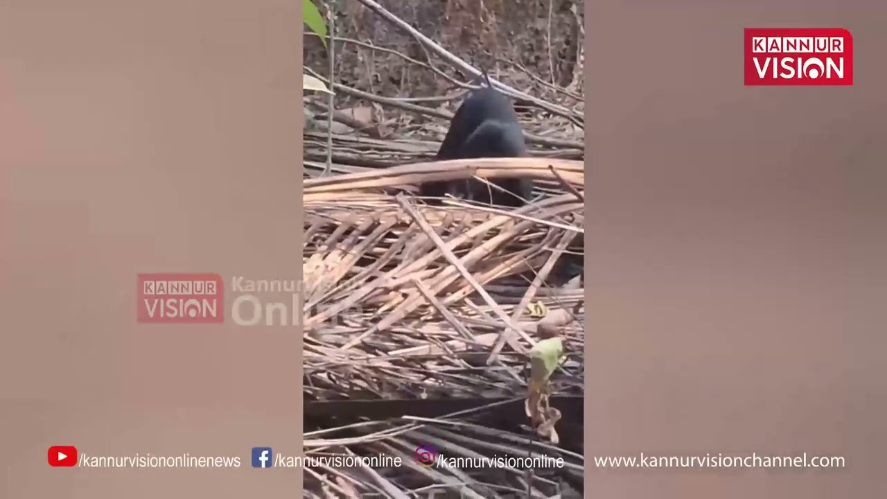 കുറ്റ്യാടി ചെറിയ കുമ്പളത്ത് മാവിനു മുകളില്‍ കുടുങ്ങിയ പൂച്ചയെ രക്ഷപ്പെടുത്തി | Cat | Cat Rescue