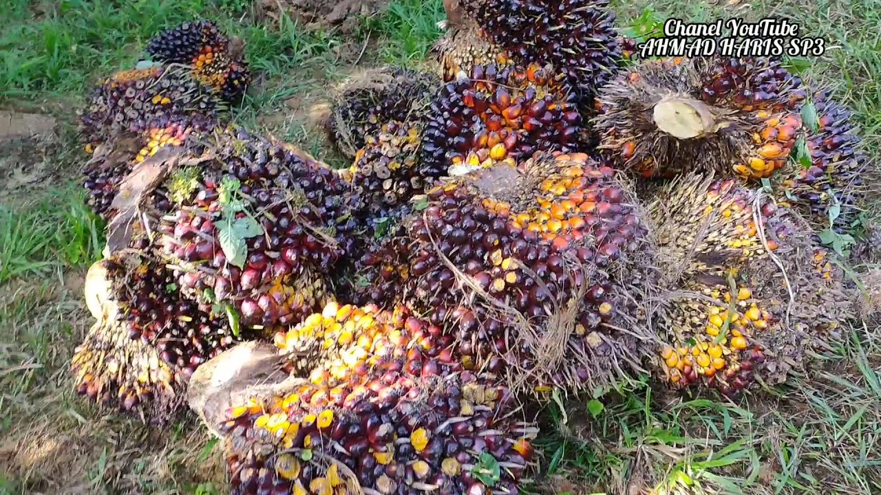 Panen kelapa sawit unggul seusupreme