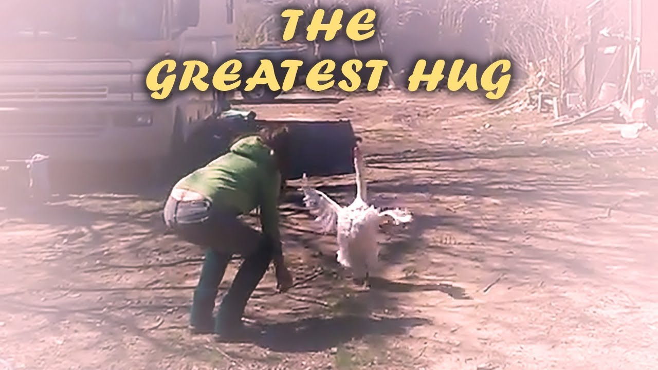 Goose Hugs Woman - The Greatest Hug of All Time